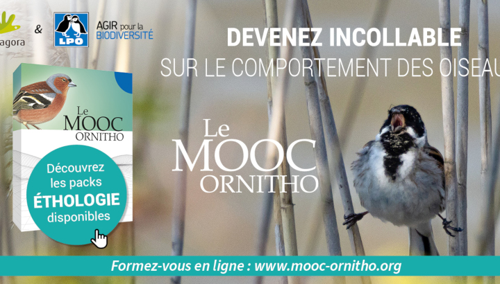 MOOC Ornitho : devenez incollable sur le comportement des oiseaux !